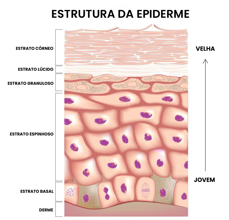 estructura-epidermis-pt